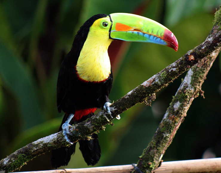 Keel Billed Toucan in Costa RIca
