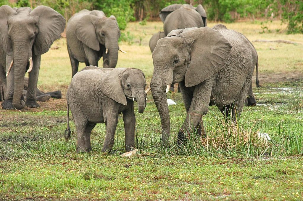 Indian Elephants, Pixabay