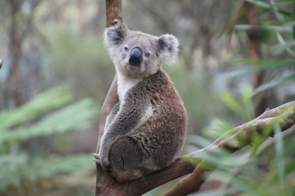 Koala, Pixabay