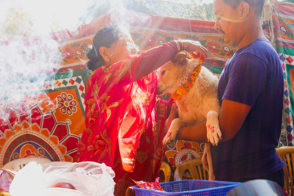 Worshipping Dogs at Kukur Tihar