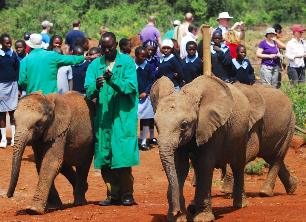A crowd of volunteers feeding baby elephants.