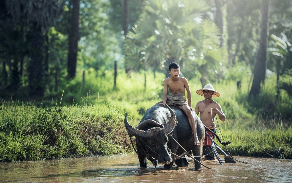 water-buffalo-g0fb6f7cd2_1280-1024x643